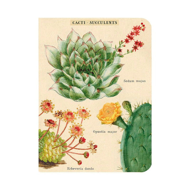 Libretitas Cavallini con 3, Set Succulents