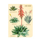 Libretitas Cavallini con 3, Set Succulents
