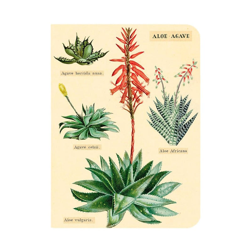 Libretitas Cavallini con 3, Set Succulents