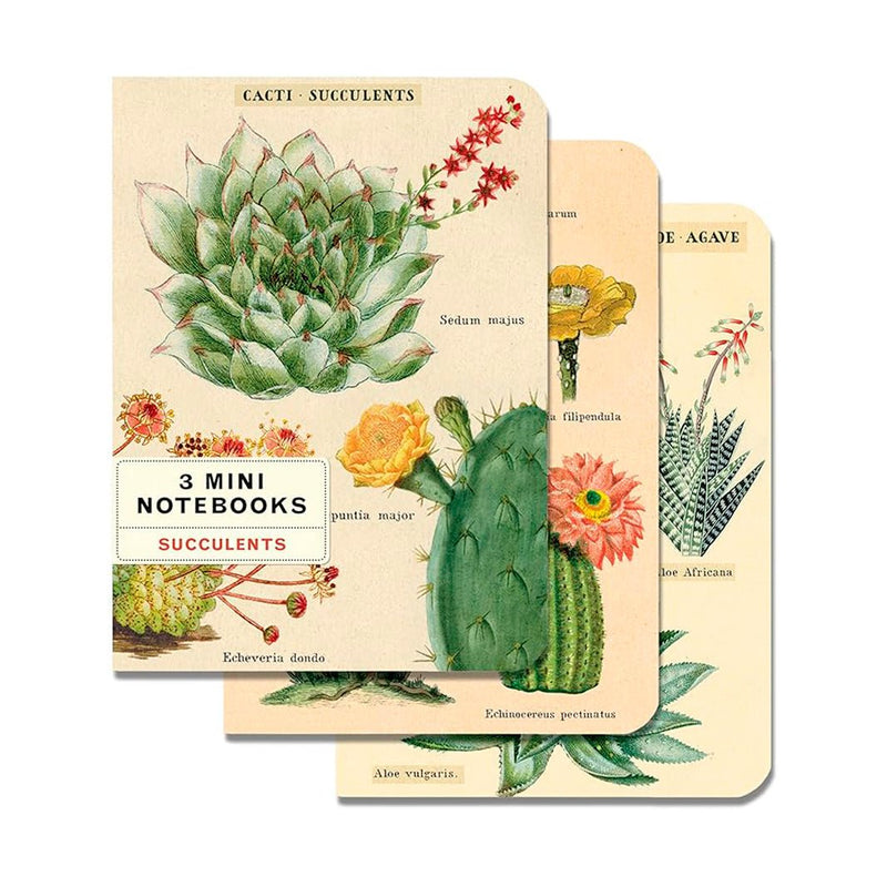 Libretitas Cavallini con 3, Set Succulents