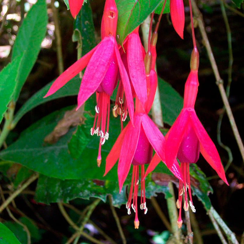 Tinta Herbin 1670 Fuchsia de Magellan